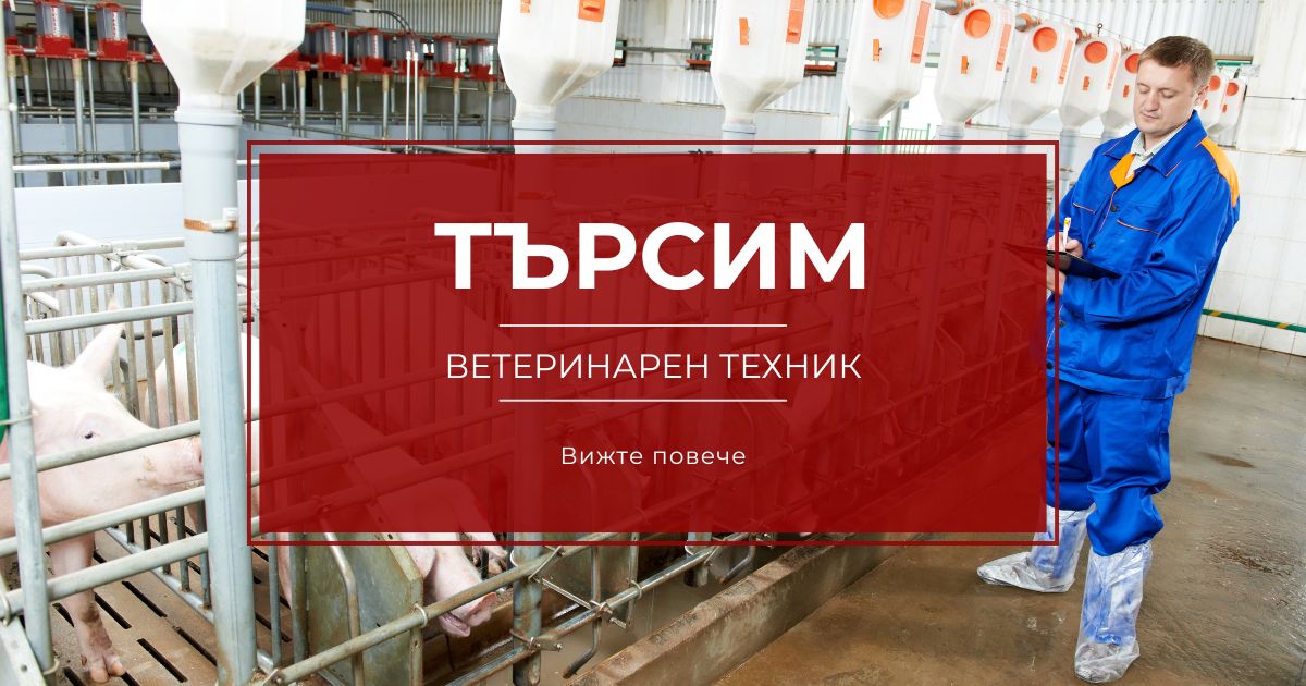 Ветеринарен техник свинеферма работно място