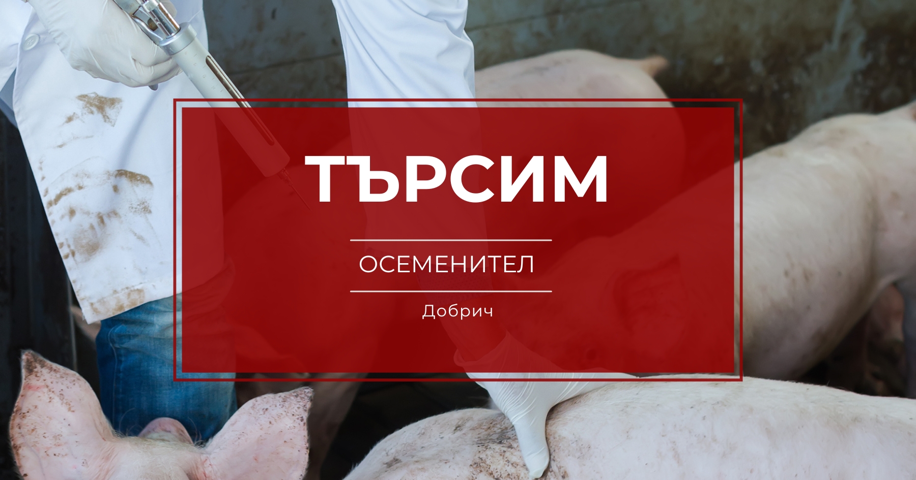 Осеменител свинекомплекс Добрич